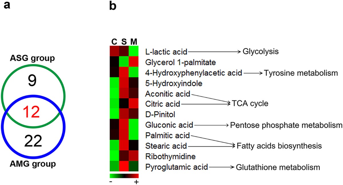 Distinct urine metabolome after Asian ginseng and American ginseng intervention based on GC-MS metabolomics approach