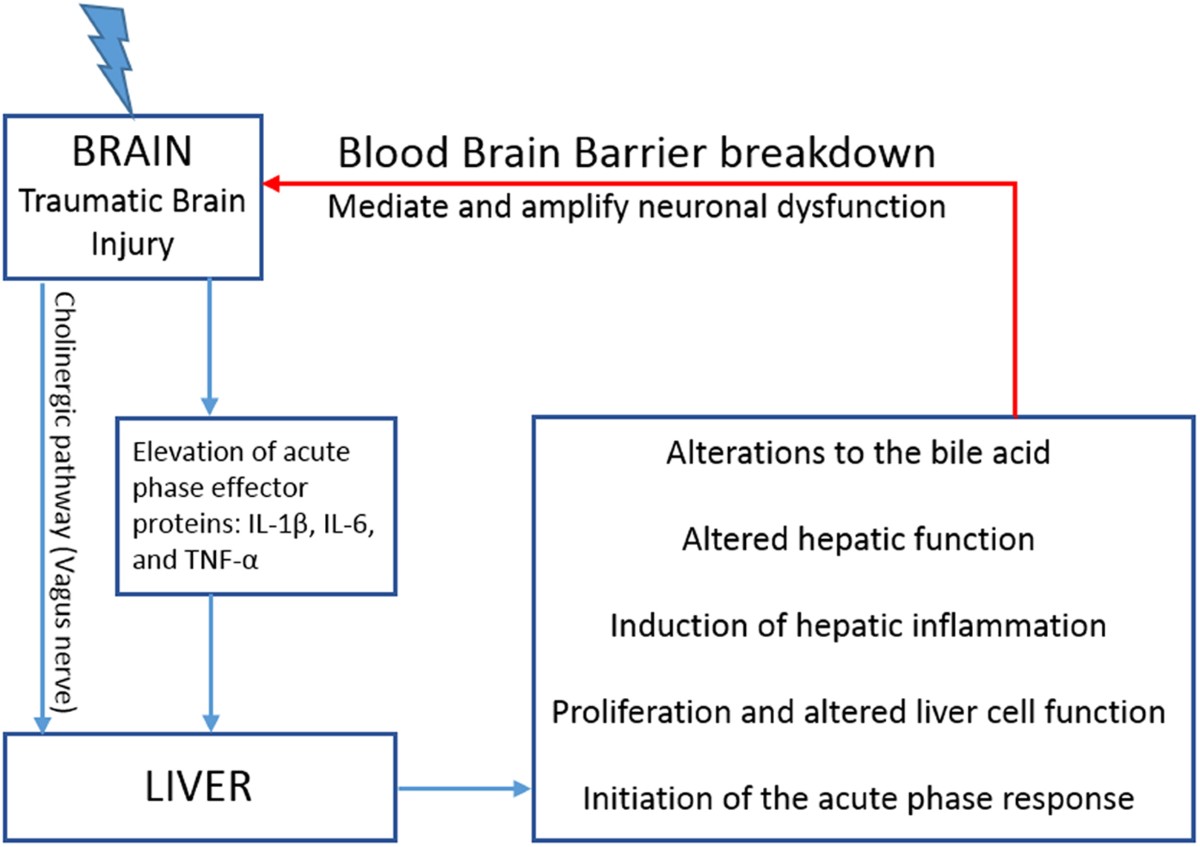 Hepatic alterations are accompanied by changes to bile acid  transporter-expressing neurons in the hypothalamus after traumatic brain  injury | Scientific Reports