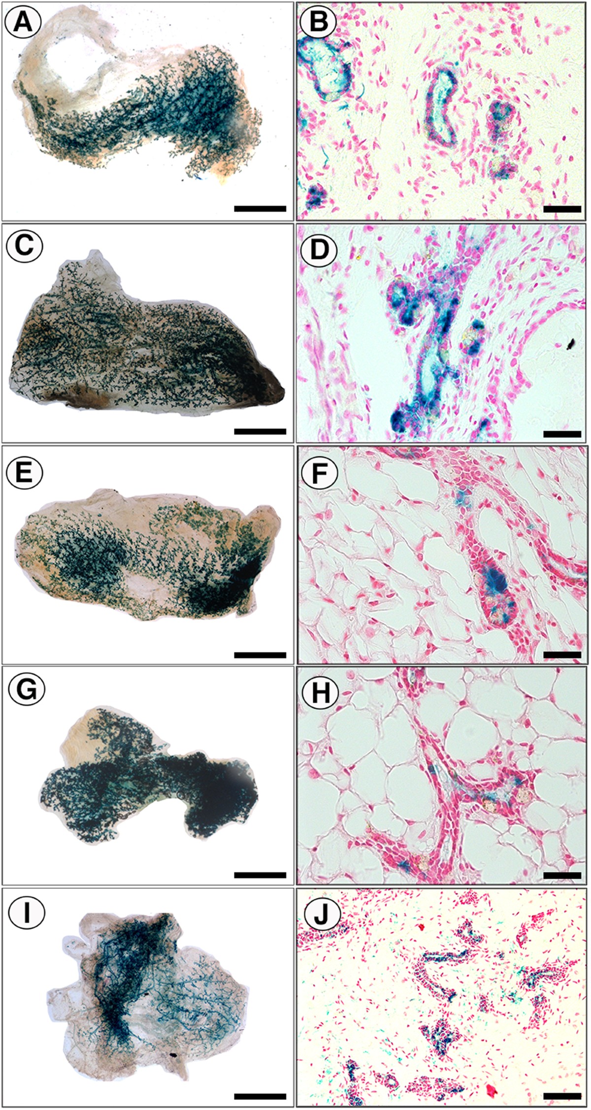 Mammary extracellular matrix directs differentiation of testicular and  embryonic stem cells to form functional mammary glands in vivo | Scientific  Reports