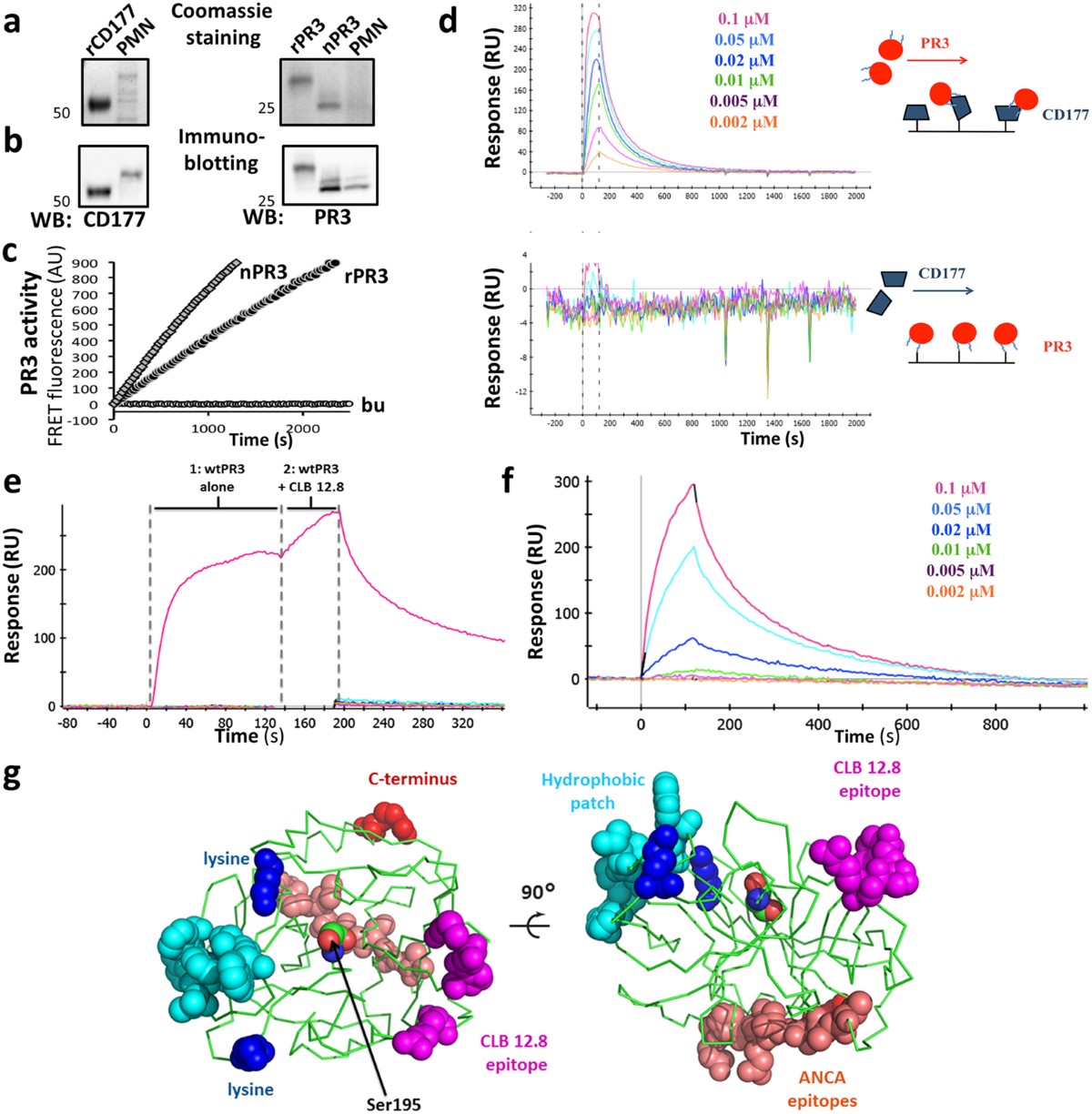Characterization of the CD177 interaction with the ANCA antigen proteinase  3 | Scientific Reports