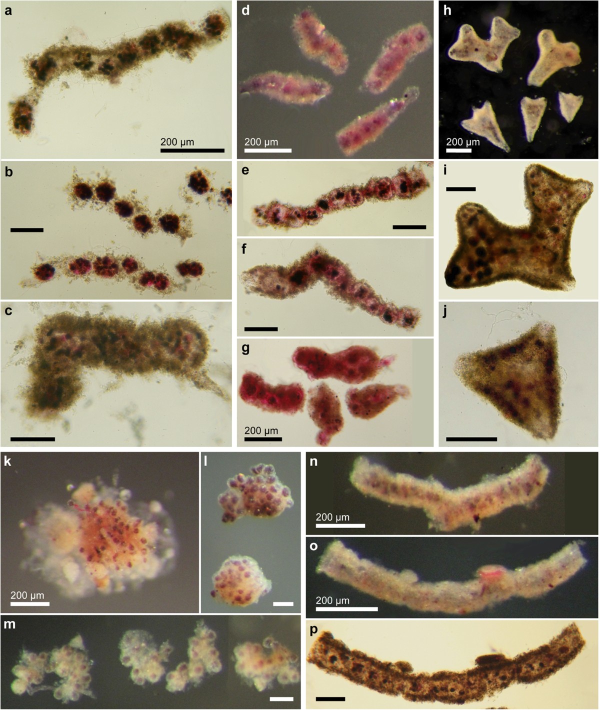 Frontiers | A Multiparametric Approach to Unravelling the Geoenvironmental  Conditions in Sediments of Bay of Koper (NE Adriatic Sea): Indicators of  Benthic Foraminifera and Geochemistry, image size:1200x1420