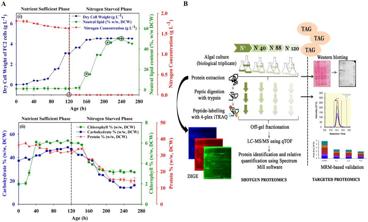 Real-time iTRAQ-based proteome profiling revealed the central metabolism  involved in nitrogen starvation induced lipid accumulation in microalgae |  Scientific Reports