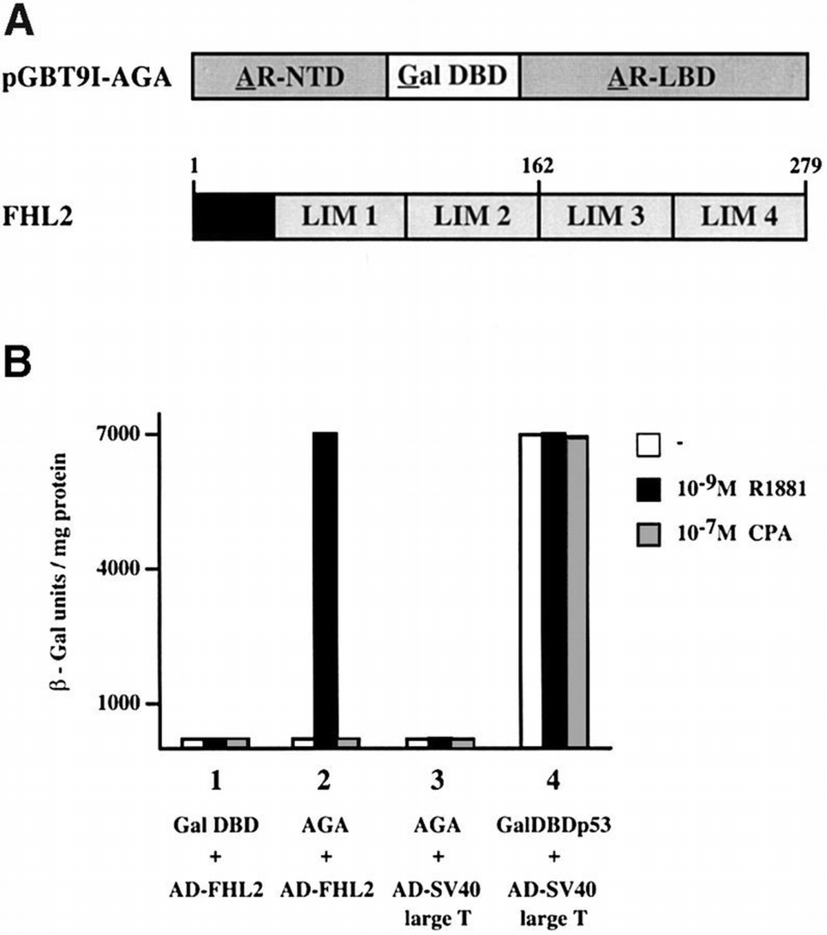 FHL2, a novel tissue‐specific coactivator of the androgen receptor | The  EMBO Journal | Springer Nature Link