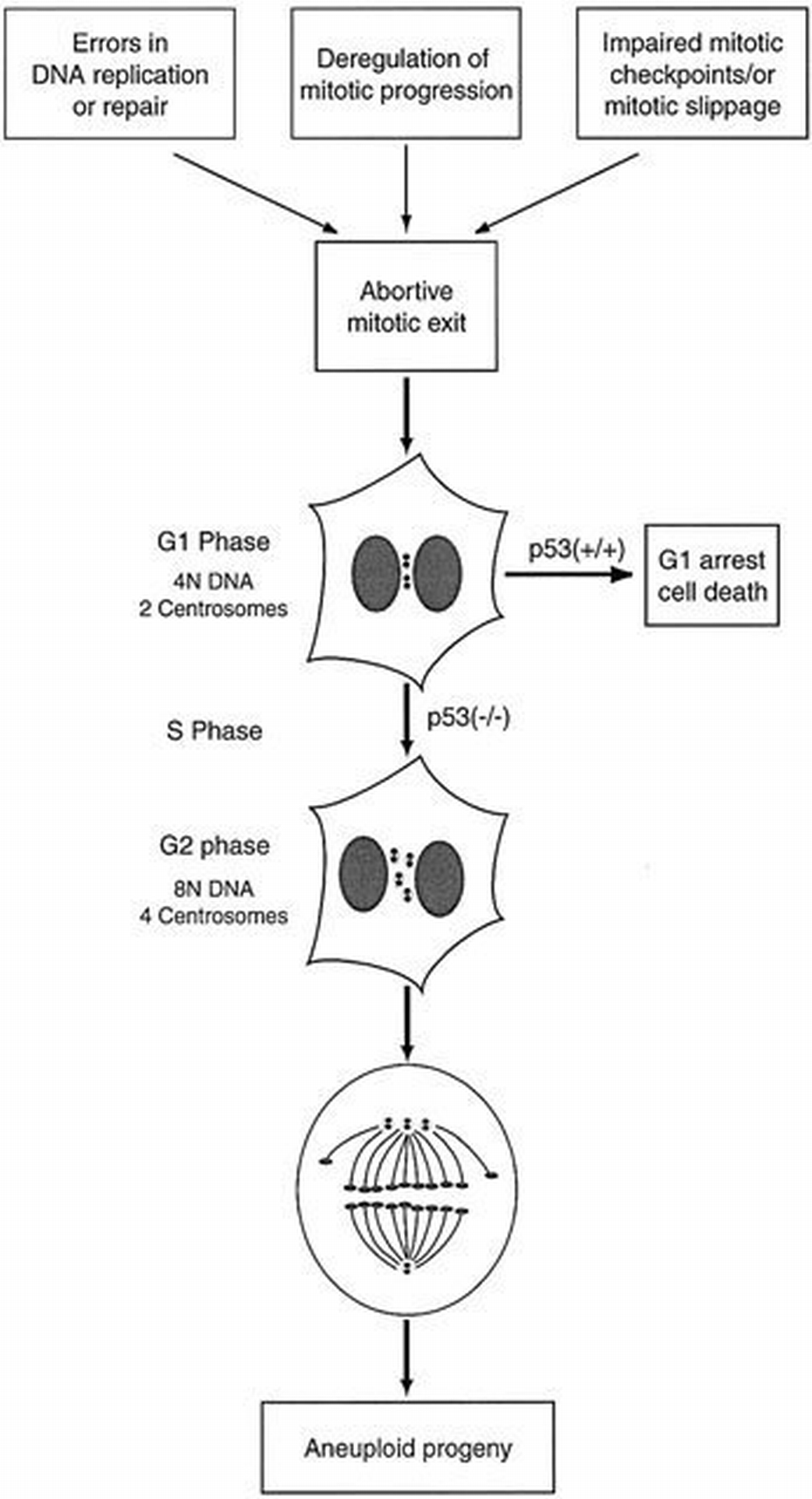 Aurora‐A overexpression reveals tetraploidization as a major route to  centrosome amplification in p53−/− cells | The EMBO Journal | Springer  Nature Link