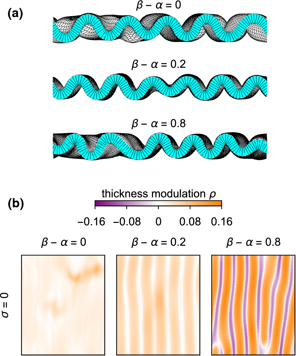 Morphologies of compressed active epithelial monolayers | The European  Physical Journal E