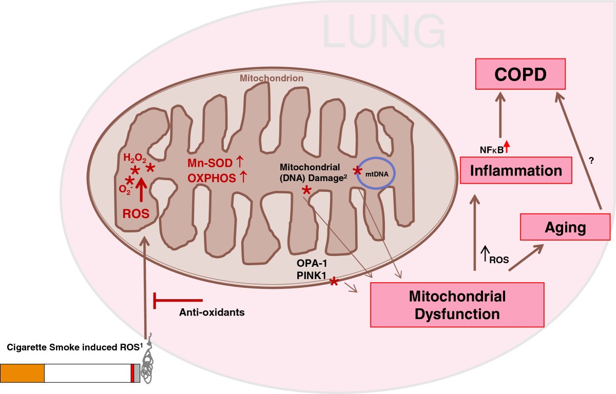 is 2 cigarettes a day bad Smoking One Pack of Cigarettes Per Day Causes 150 Extra Mutations in Lung  Cells