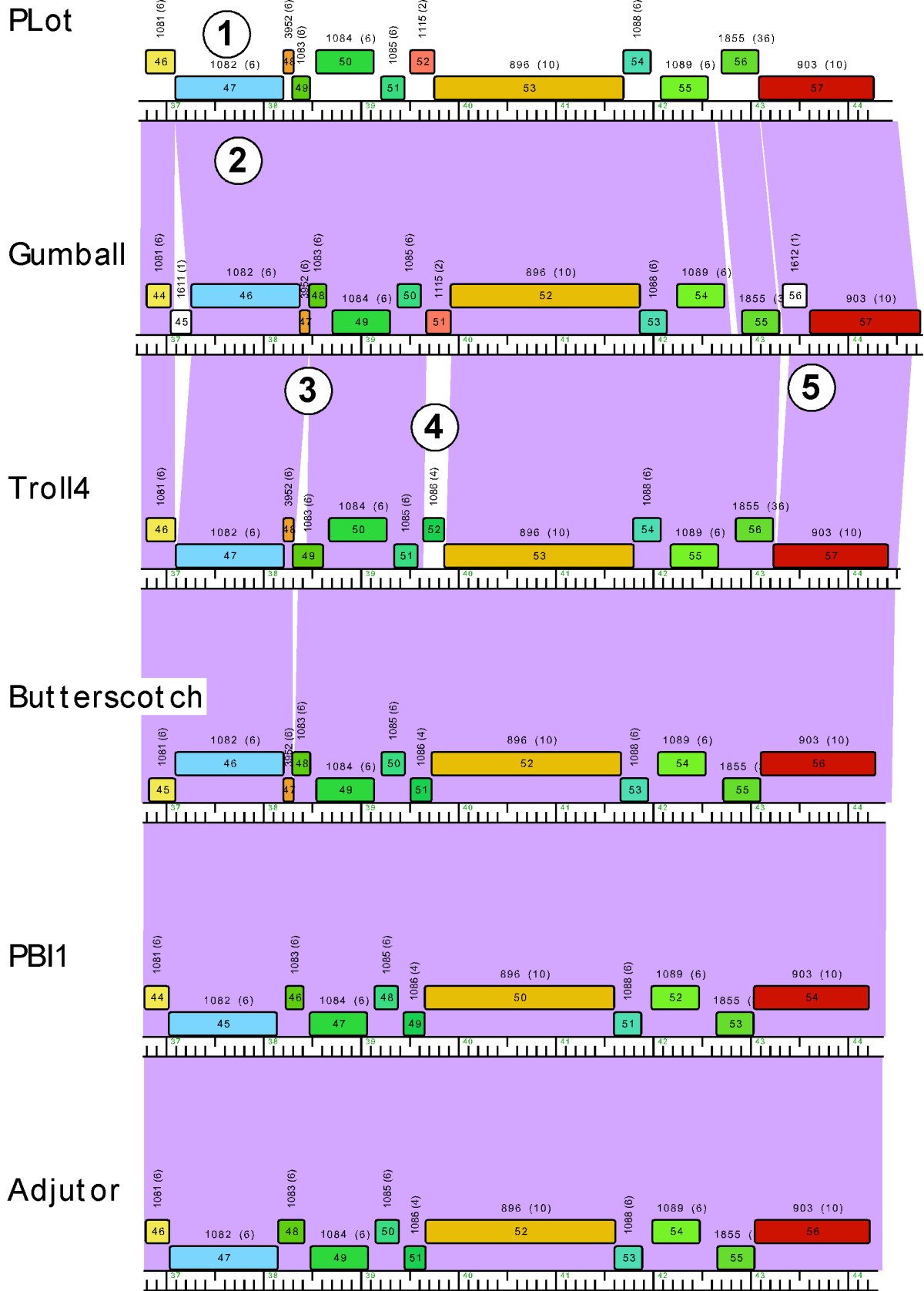 Phamerator: a bioinformatic tool for comparative bacteriophage genomics |  BMC Bioinformatics | Full Text