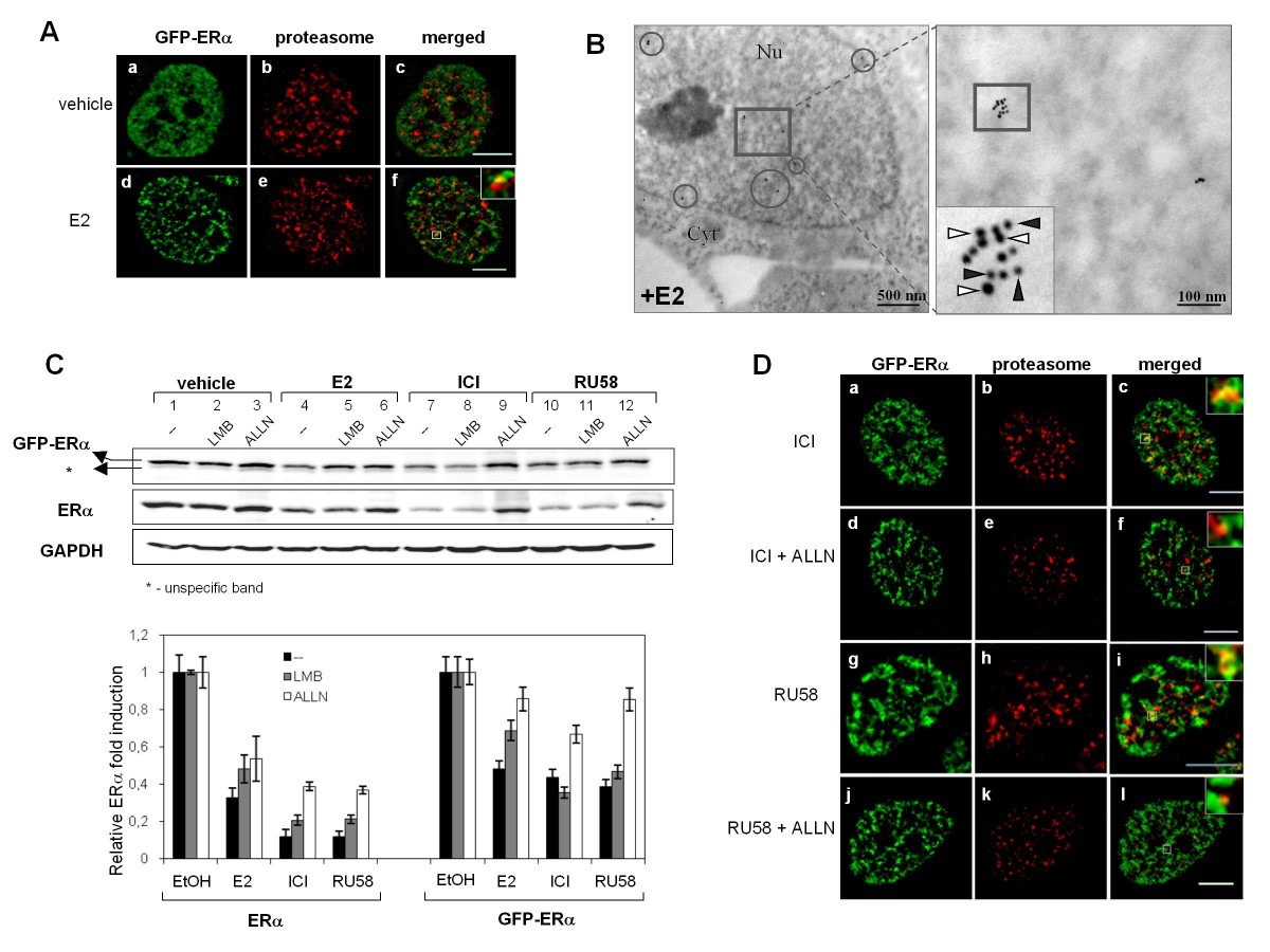 Sex Chromosomes and Sex Hormones: Dissecting the Forces That Differentiate  Female and Male Hearts | Circulation, image size:1200x900