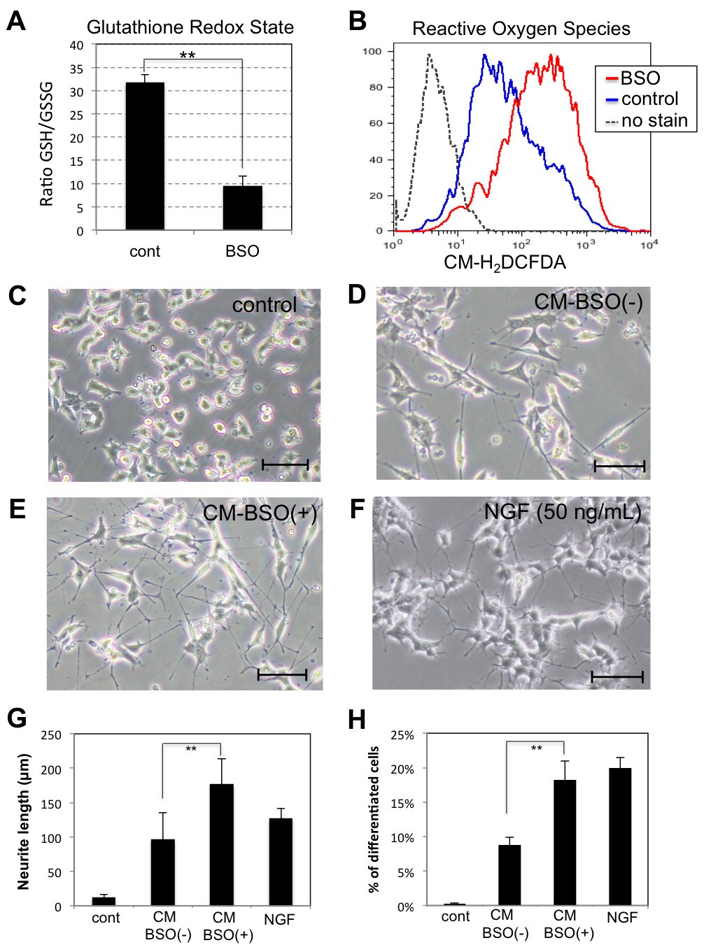Human adipose tissue-derived multilineage progenitor cells exposed to oxidative stress induce neurite outgrowth in PC12 cells through p38 MAPK signaling | BMC Molecular and Cell Biology