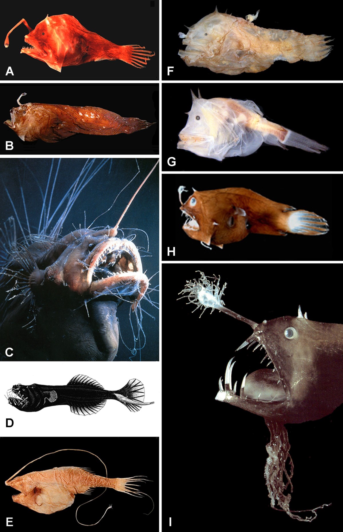 Evolutionary history of anglerfishes (Teleostei: Lophiiformes): a