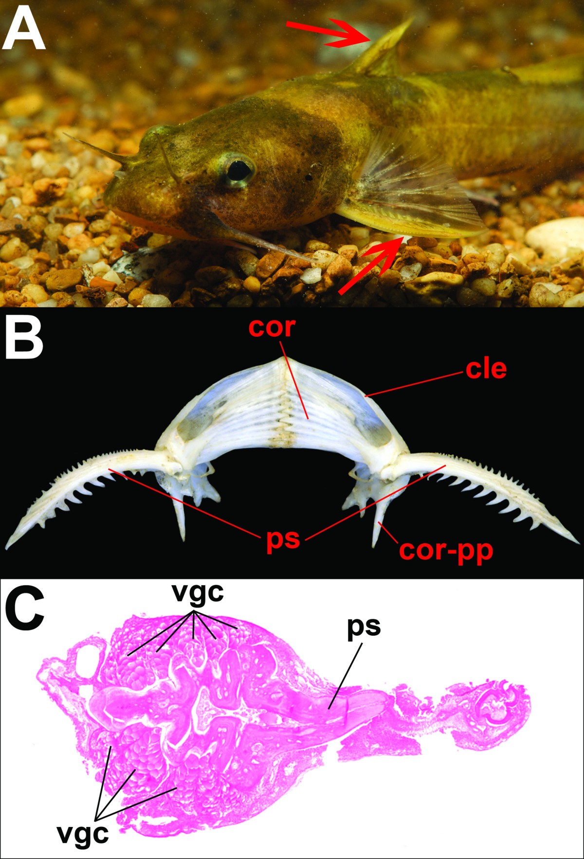 Diversity, phylogenetic distribution, and origins of venomous catfishes, BMC Ecology and Evolution