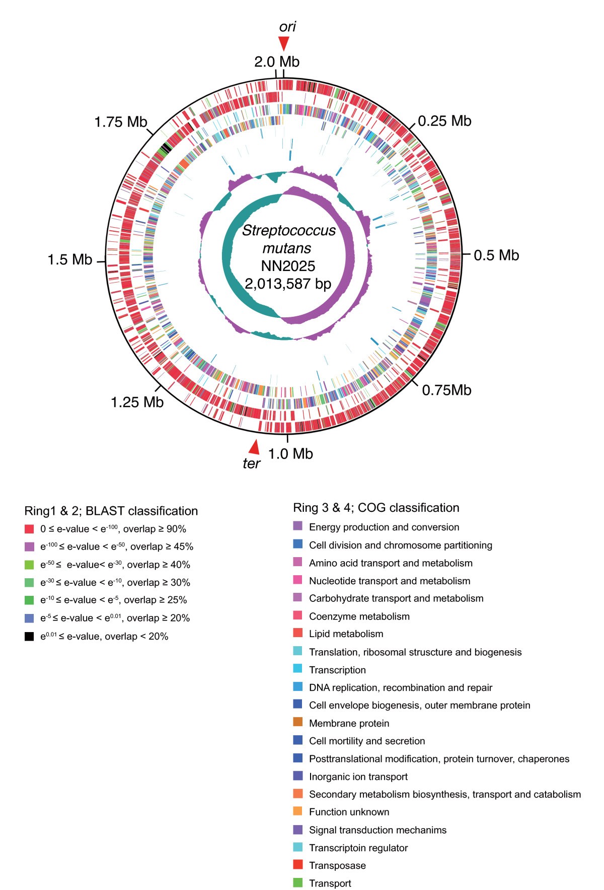 Comparative genomic analyses of Streptococcus mutans provide insights into  chromosomal shuffling and species-specific content | BMC Genomics | Full  Text