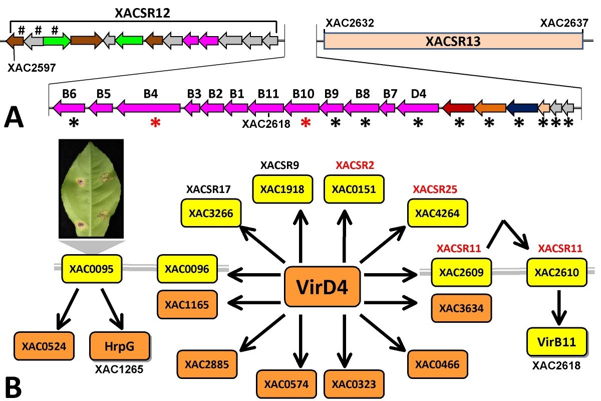 Novel insights into the genomic basis of citrus canker based on the genome  sequences of two strains of Xanthomonas fuscans subsp. aurantifolii | BMC  Genomics