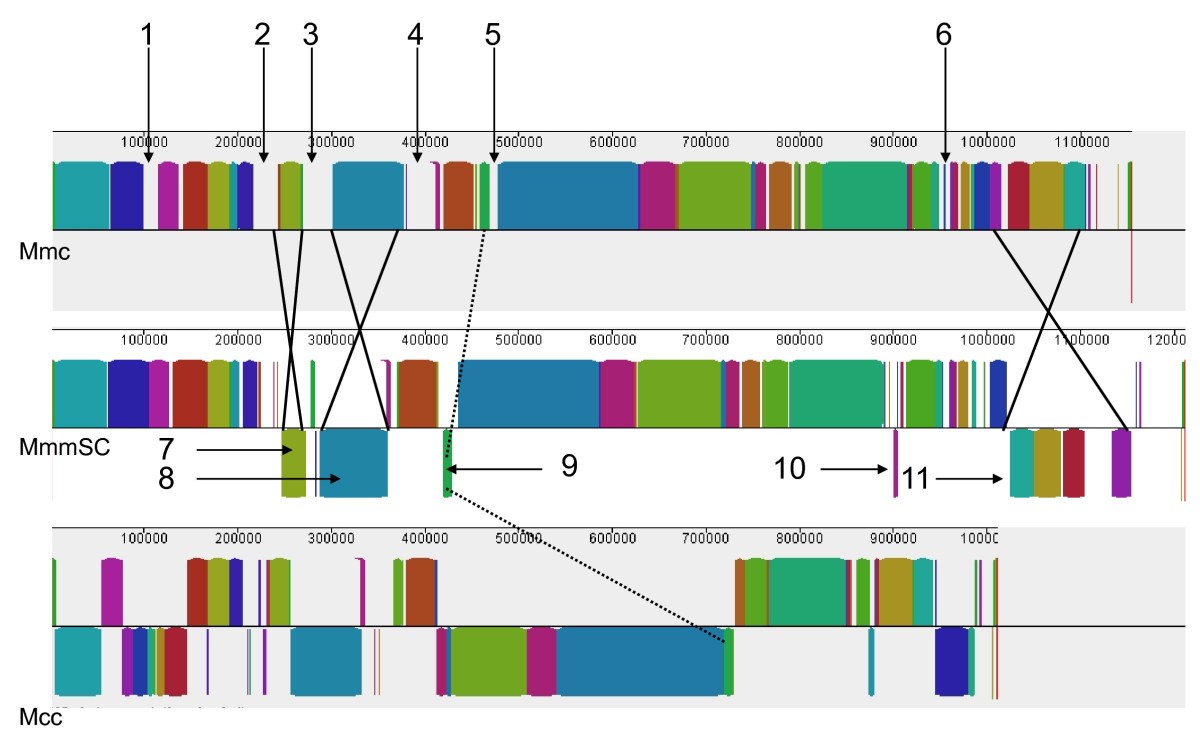Mycoplasma mycoides, from 
