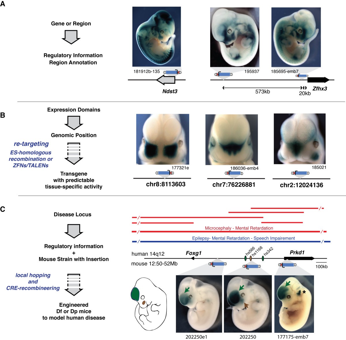 TRACER: a resource to study the regulatory architecture of the mouse genome  | BMC Genomics | Full Text