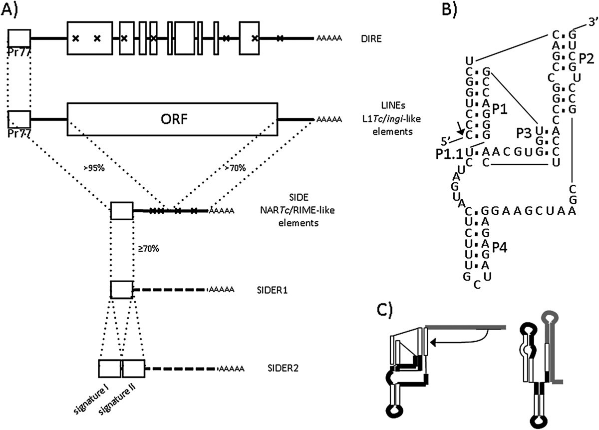 The wide expansion of hepatitis delta virus-like ribozymes throughout  trypanosomatid genomes is linked to the spreading of L1Tc/ingi clade mobile  elements | BMC Genomics
