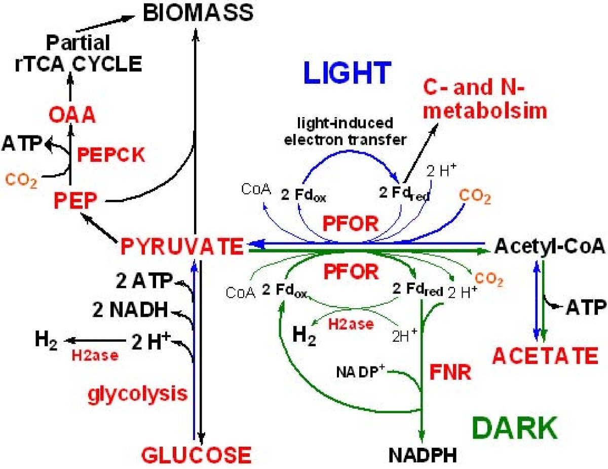 Phototrophic bacteria as potential probiotics for corals | npj Biodiversity, image size:1200x925