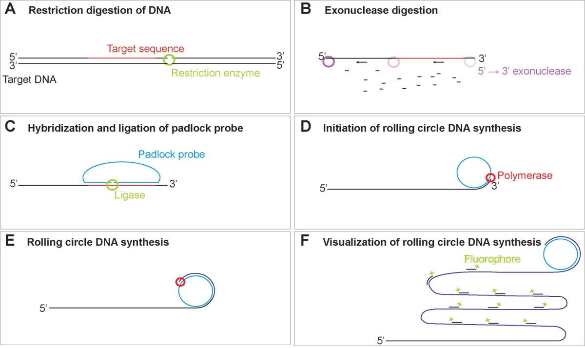 Detection of short repeated genomic sequences on metaphase chromosomes  using padlock probes and target primed rolling circle DNA synthesis | BMC  Molecular Biology