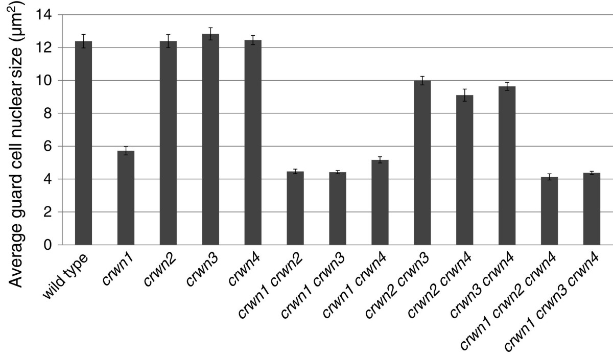 Arabidopsis CROWDED NUCLEI (CRWN) proteins are required for nuclear size  control and heterochromatin organization | BMC Plant Biology | Full Text