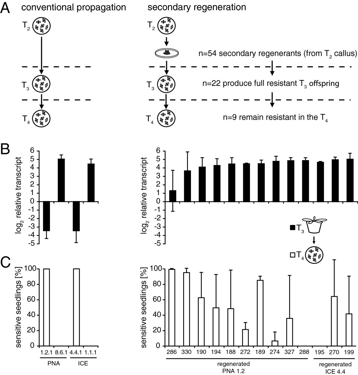 Progressive 35S promoter methylation increases rapidly during  