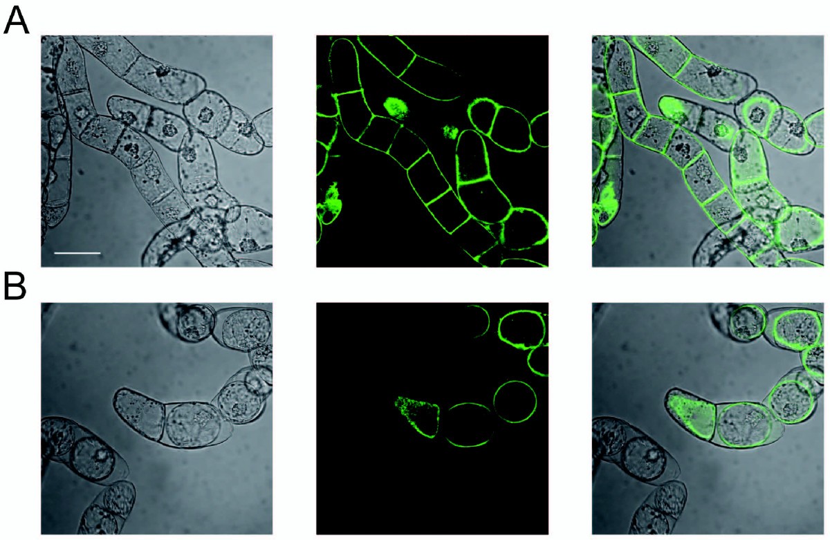 A membrane-bound matrix-metalloproteinase from Nicotiana tabacum cv. BY-2  is induced by bacterial pathogens | BMC Plant Biology