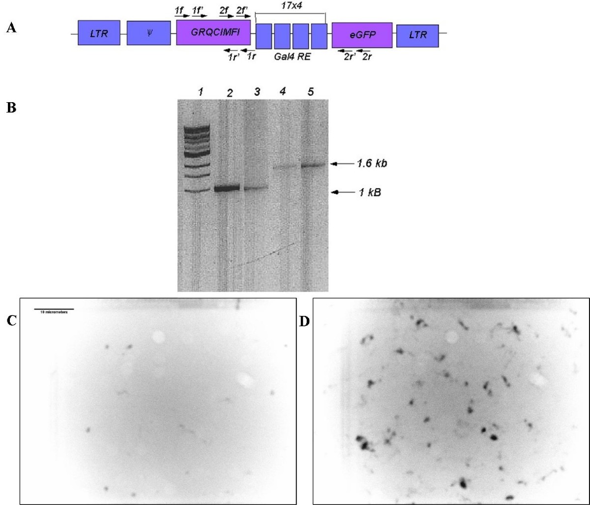 Molecular Switch Linked to Lineage Plasticity Therapy Resistance