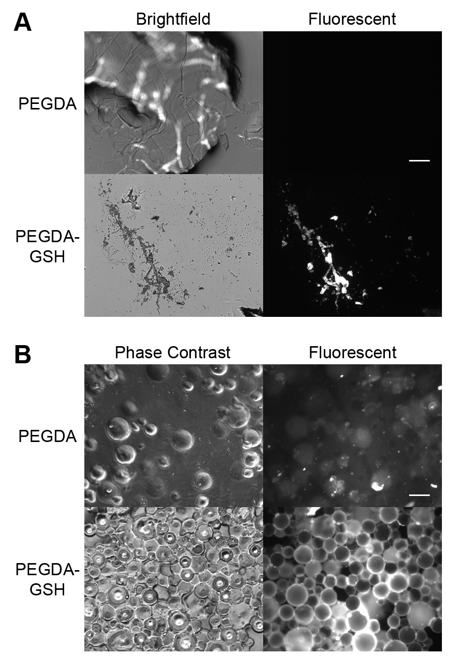 In-house preparation of hydrogels for batch affinity purification of  glutathione S-transferase tagged recombinant proteins | BMC Biotechnology