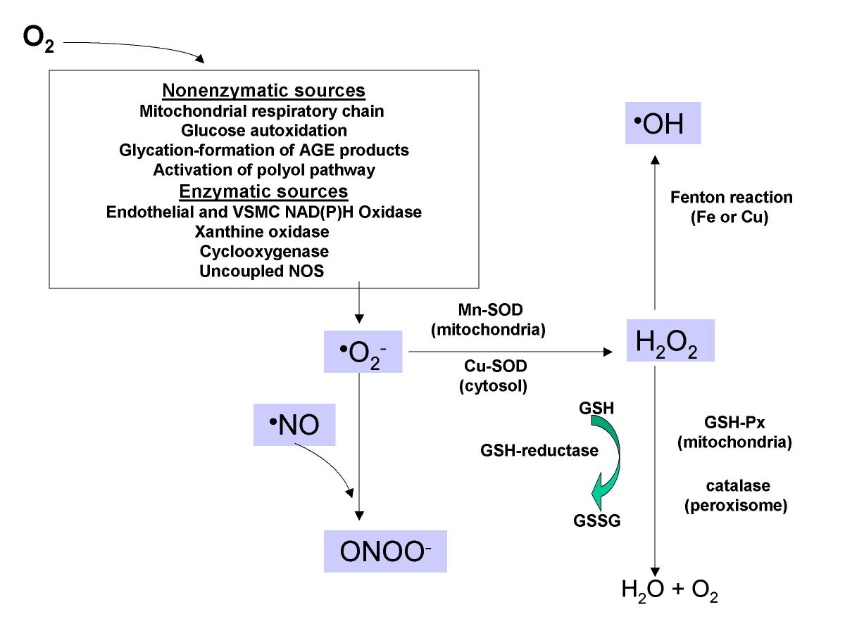 glutathione benefits for diabetes Oxidative stress and the use of antioxidants in diabetes: Linking basic  science to clinical practice | Cardiovascular Diabetology
