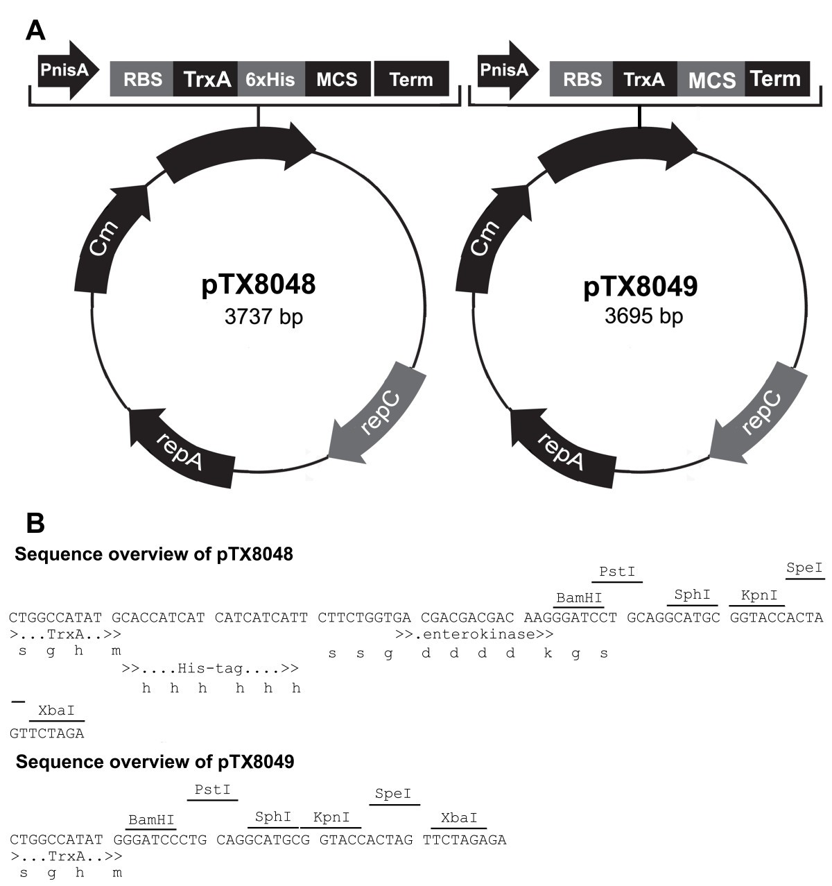Expanding the molecular toolbox for Lactococcus lactis: construction of an  inducible thioredoxin gene fusion expression system | Microbial Cell  Factories