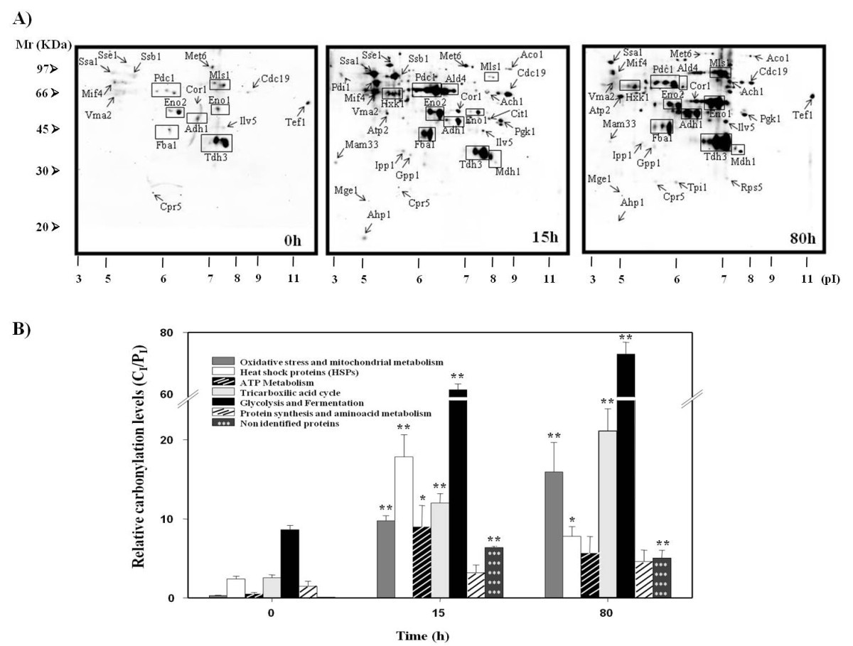 Engineered Trx2p industrial yeast strain protects glycolysis and  fermentation proteins from oxidative carbonylation during biomass  propagation | Microbial Cell Factories