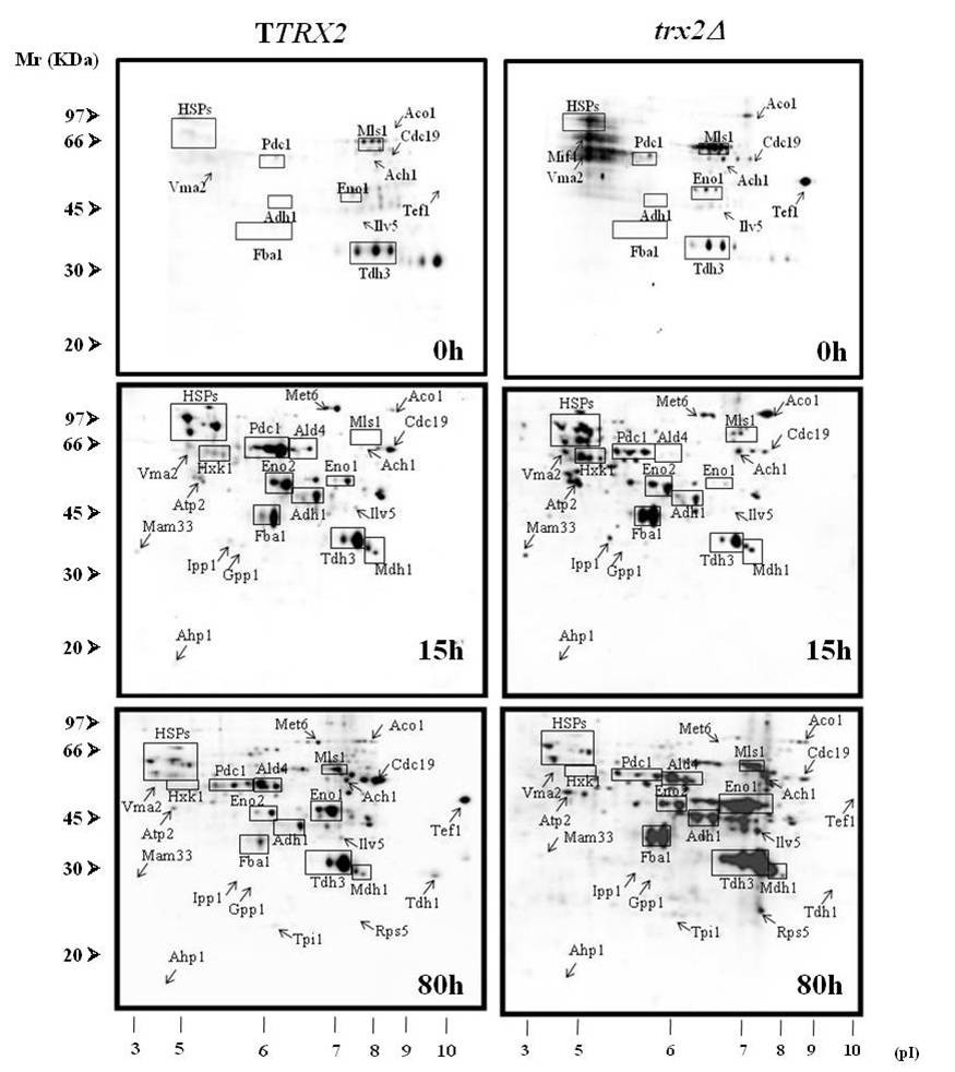 Engineered Trx2p industrial yeast strain protects glycolysis and  fermentation proteins from oxidative carbonylation during biomass  propagation | Microbial Cell Factories