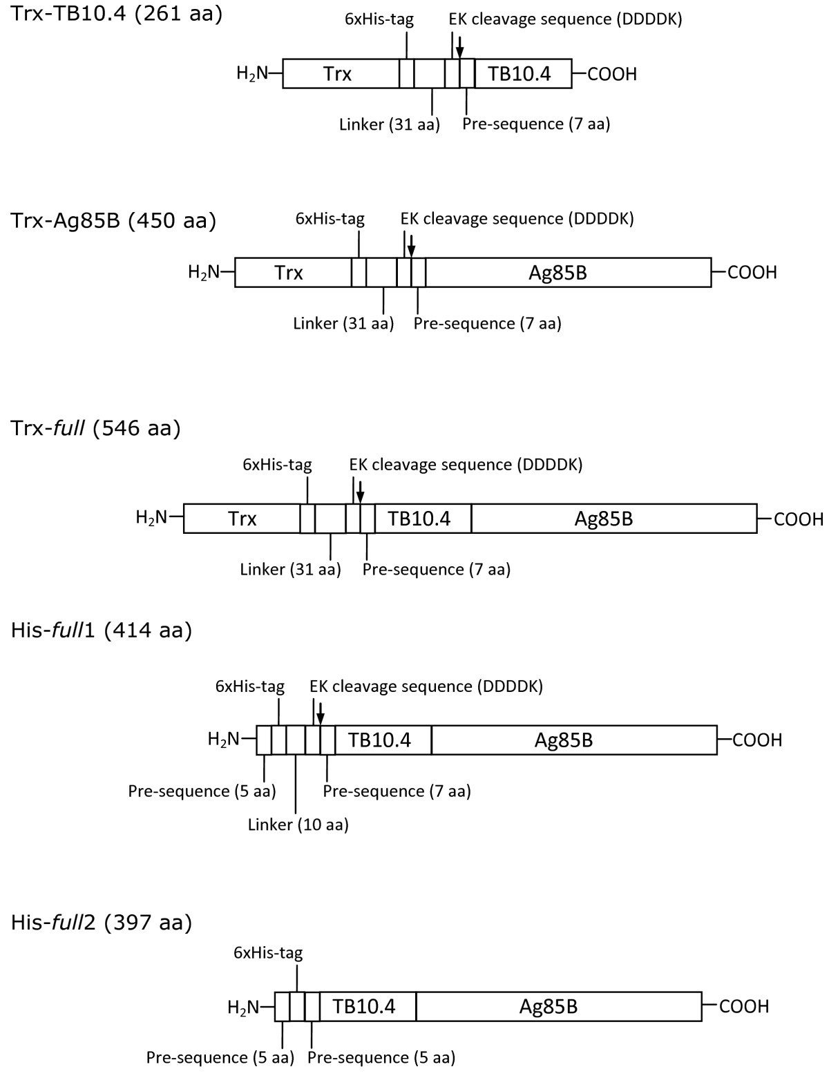 Optimizing Escherichia coli as a protein expression platform to produce  Mycobacterium tuberculosis immunogenic proteins | Microbial Cell Factories  | Springer Nature Link