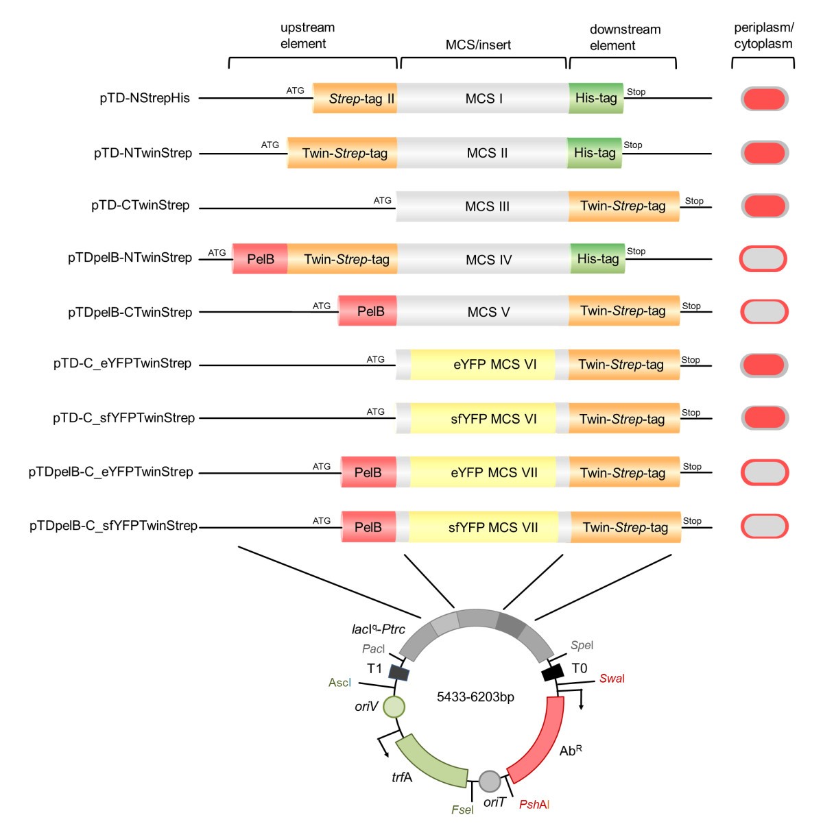 Broad host range vectors for expression of proteins with (Twin 