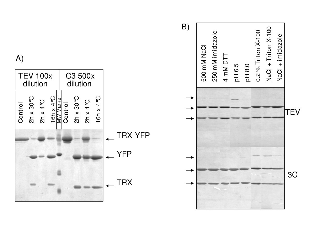 Simplified screening for the detection of soluble fusion constructs  expressed in E. coli using a modular set of vectors | Microbial Cell  Factories | Springer Nature Link