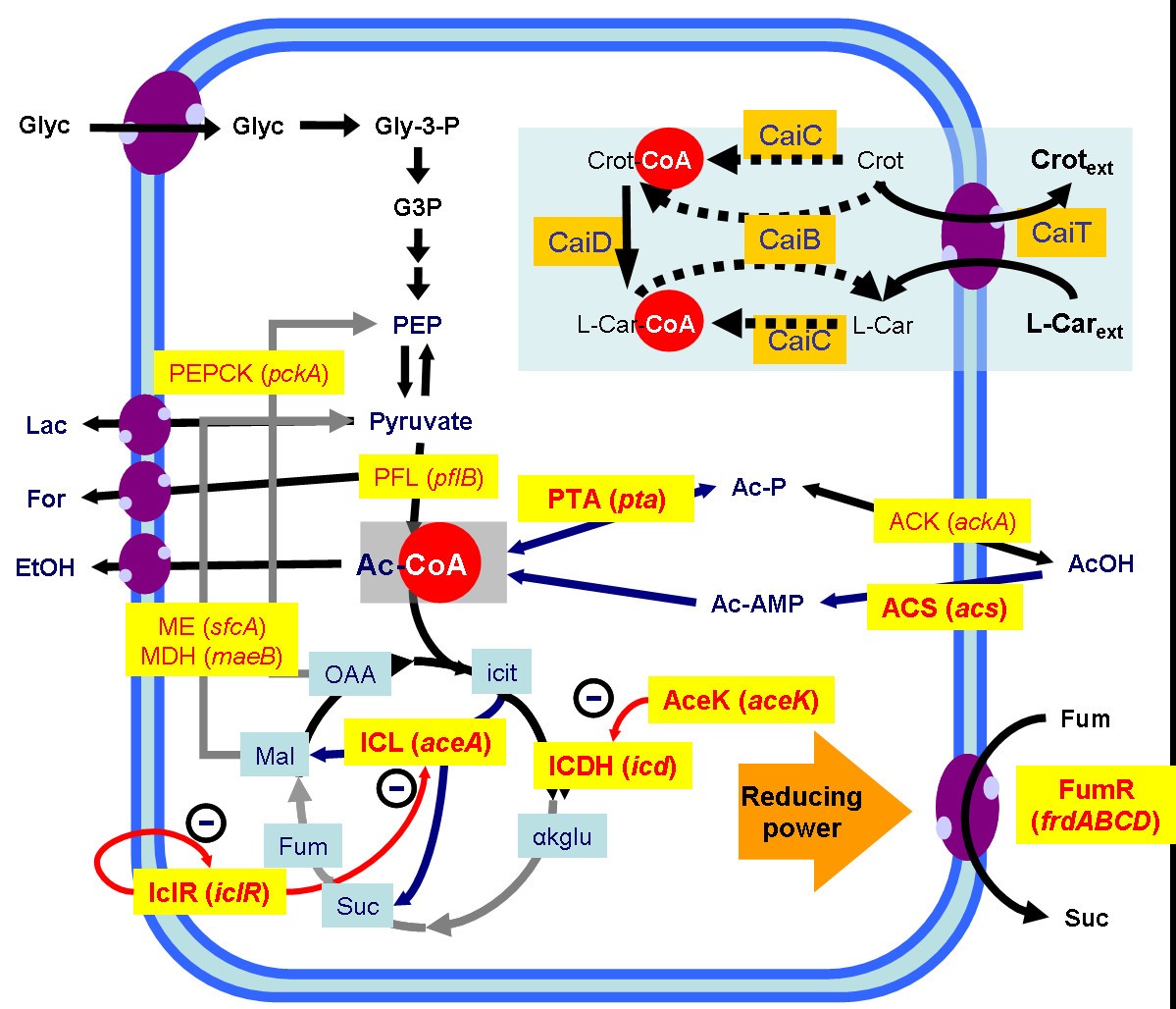 Production of L-carnitine by secondary metabolism of bacteria | Microbial  Cell Factories