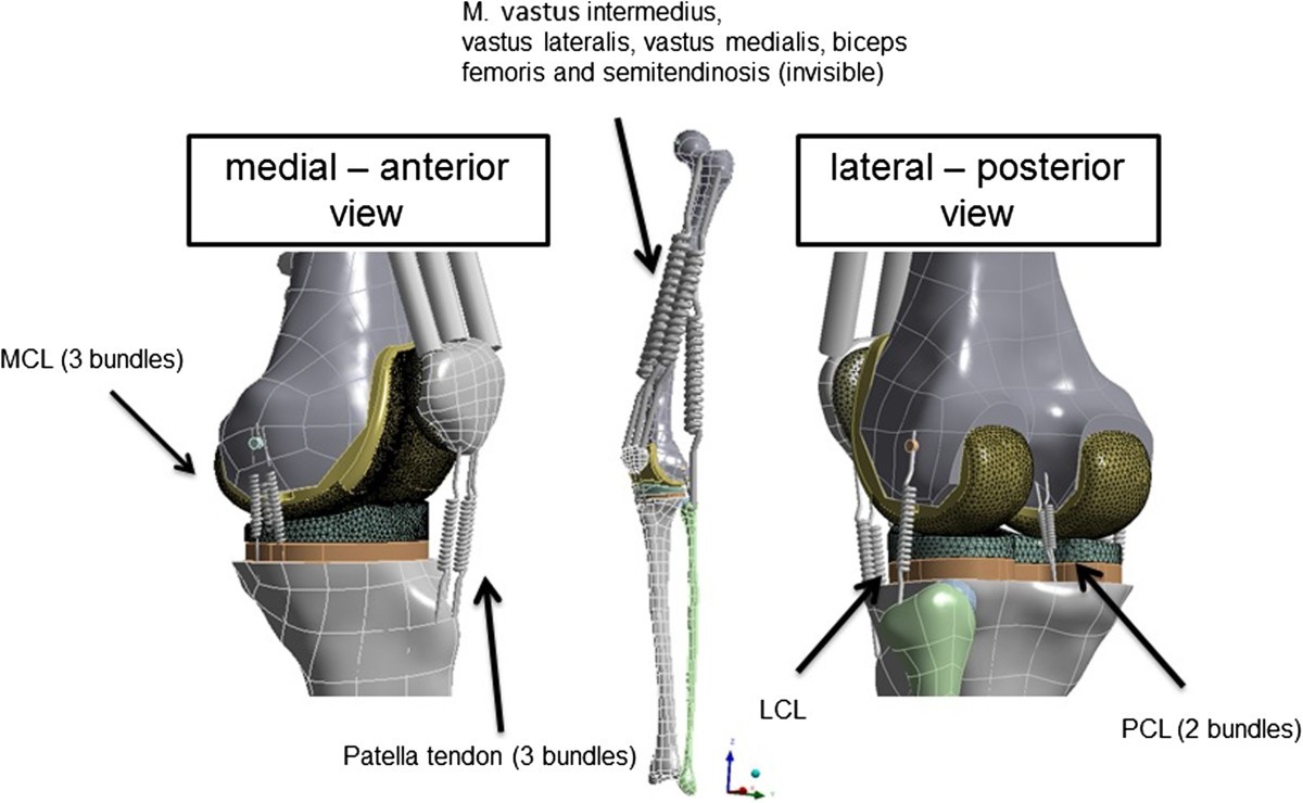 Posterior cruciate ligament balancing in total knee arthroplasty: a  numerical study with a dynamic force controlled knee model | BioMedical  Engineering OnLine, image size:1200x740