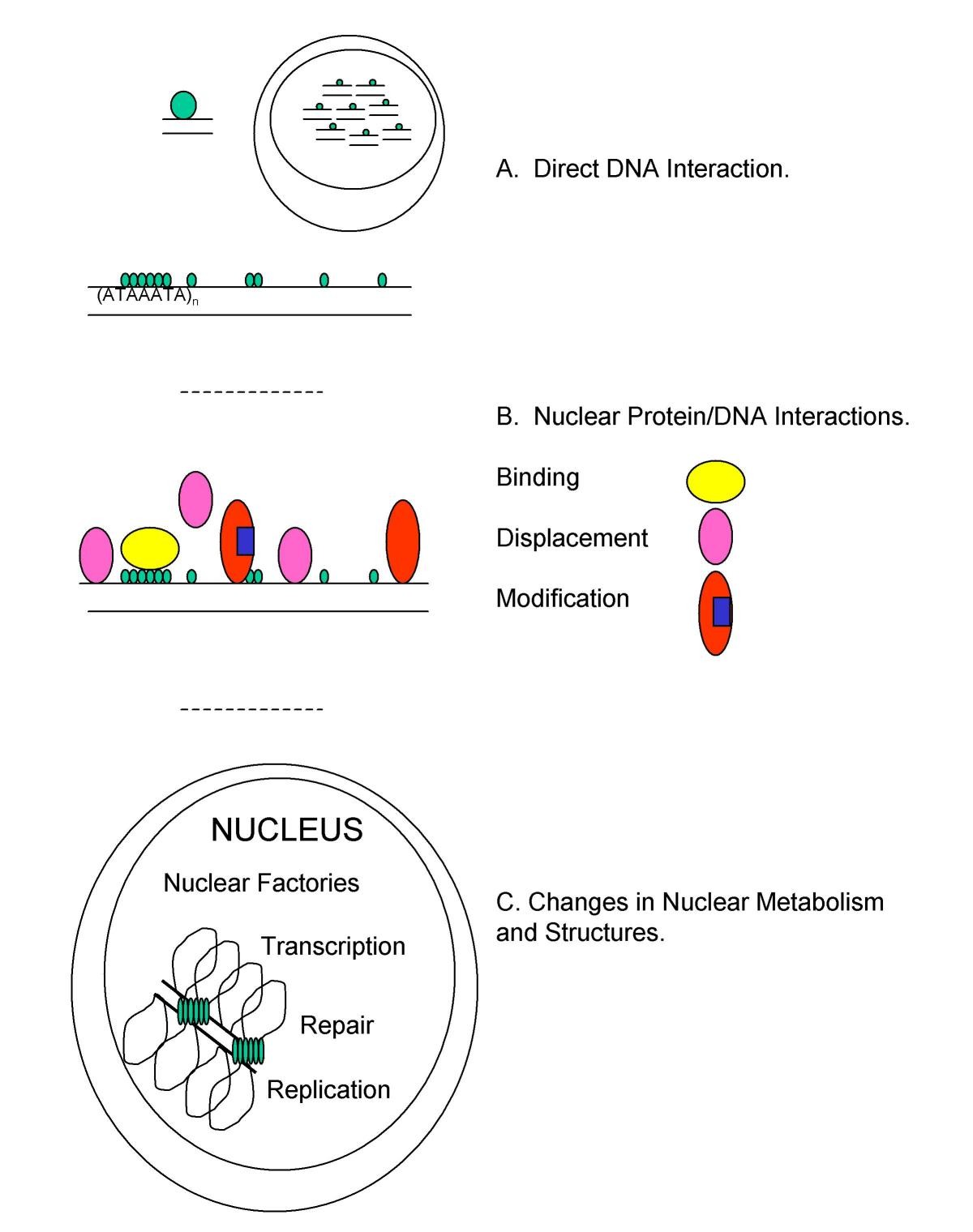 DNA and the chromosome – varied targets for chemotherapy | Cell &  Chromosome | Springer Nature Link
