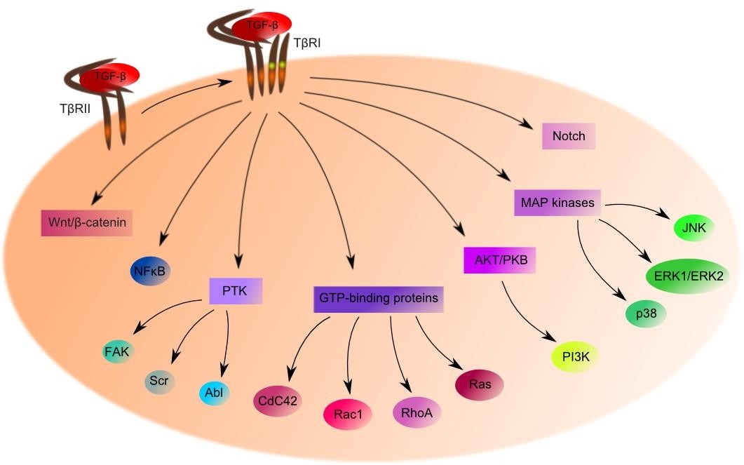 ghk-cu tgf-β pathway – an excellent servant but a bad master | Journal of Translational Medicine Substance:Lidocaine Healing doesn't happen overnight Select:Z