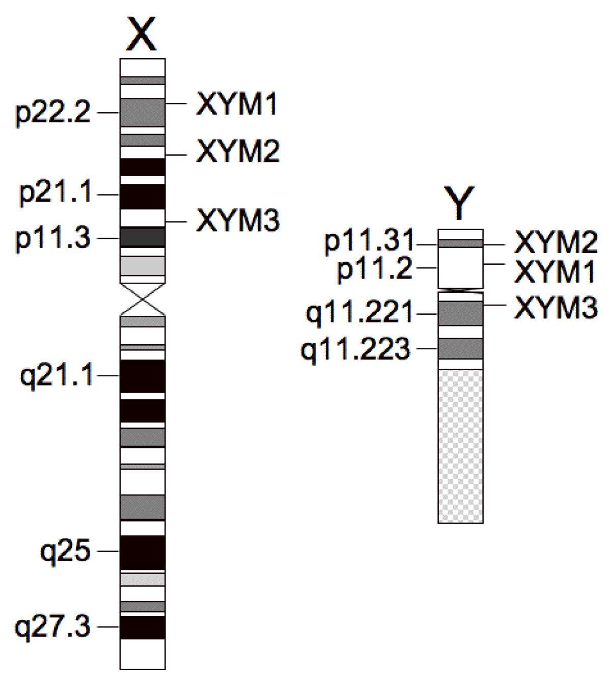 Molecular diagnostic testing for Klinefelter syndrome and other male sex  chromosome aneuploidies | International Journal of Pediatric Endocrinology, image size:1200x1347