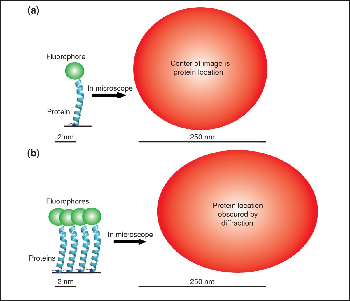 Q&A: Single-molecule localization microscopy for biological imaging | BMC  Biology