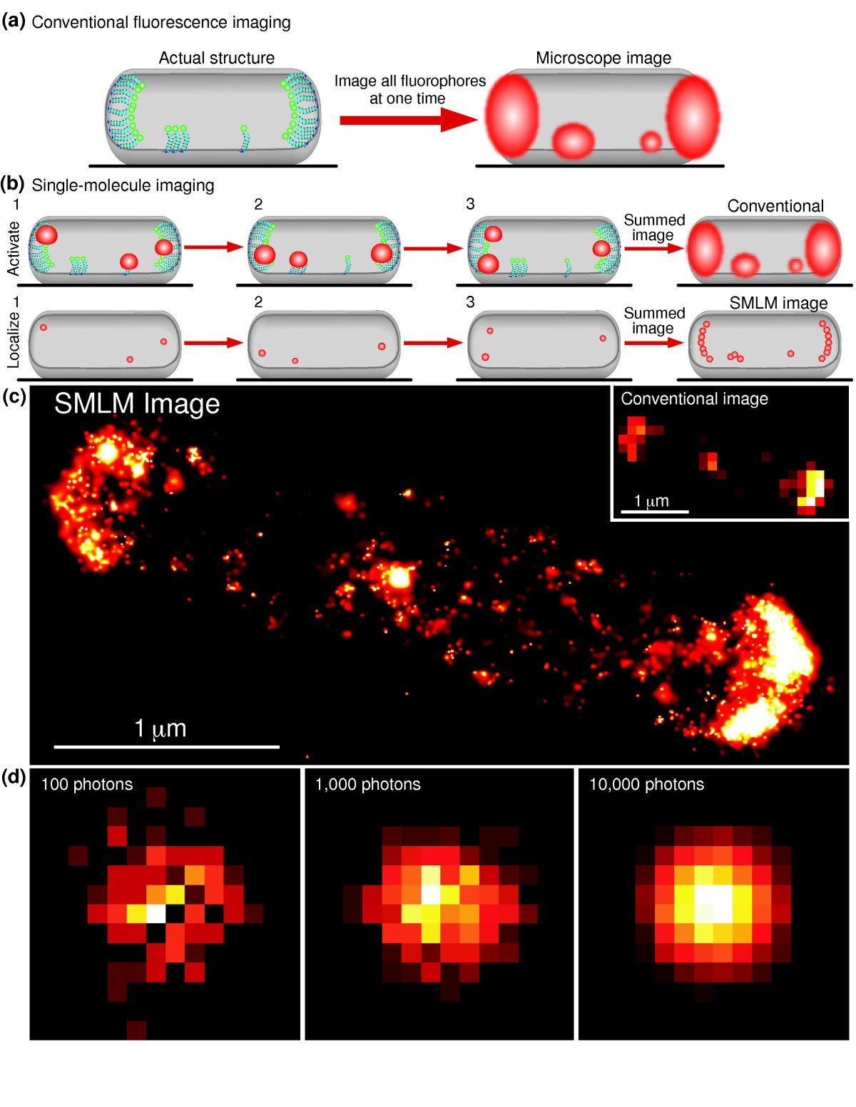 Q&A: Single-molecule localization microscopy for biological imaging | BMC  Biology