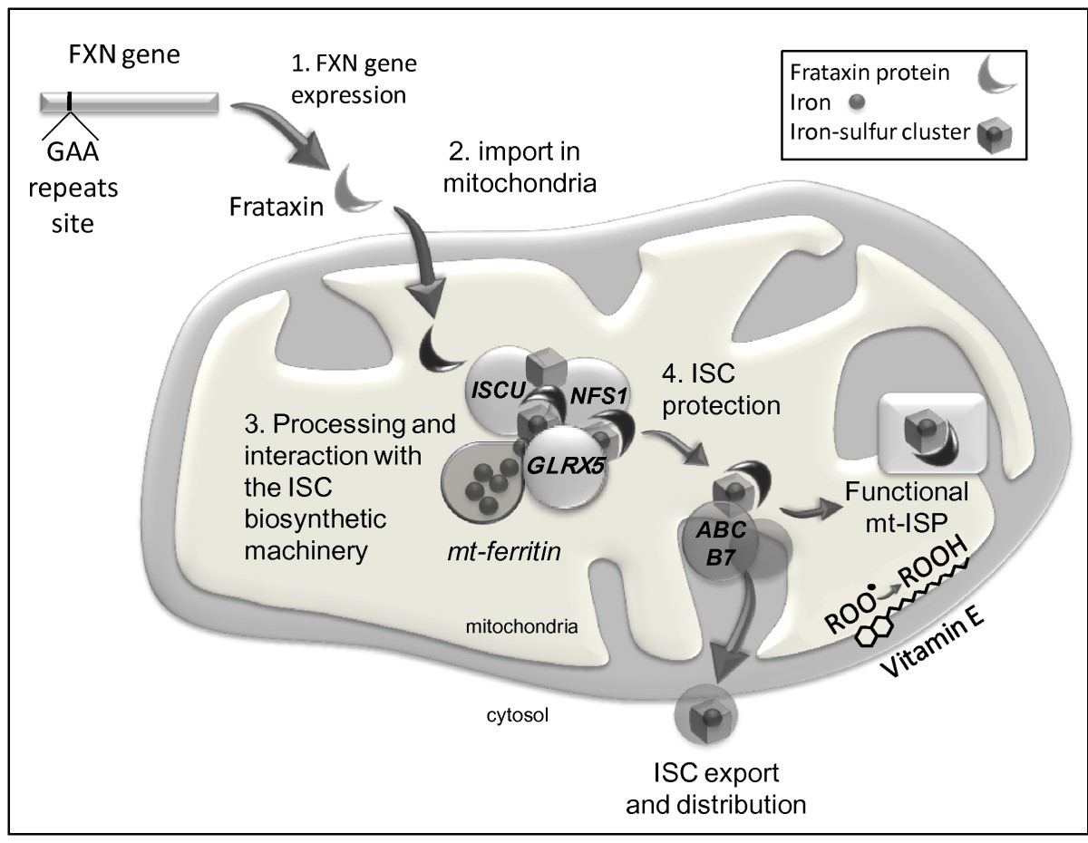 glutathione against oxidative stress Glutathione system enhancement for cardiac protection: pharmacological  options against oxidative stress and ferroptosis