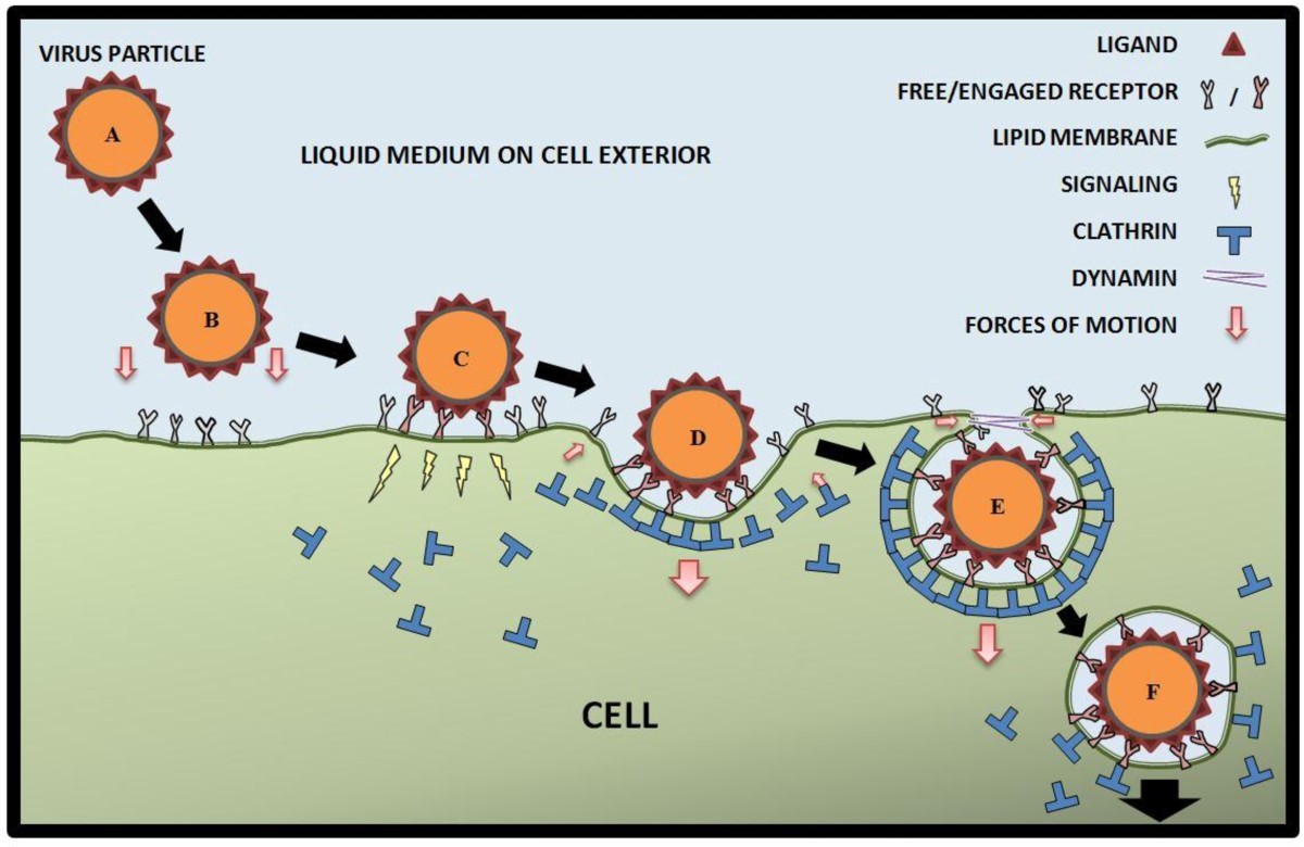 Multiscale perspectives of virus entry via endocytosis | Virology 