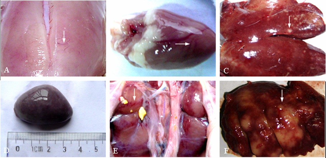 Avian leukosis virus subgroup J associated with the outbreak of erythroblastosis in chickens in China | Virology Journal | Full Text