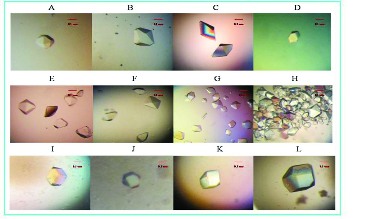 crystallization of tobacco mosaic virus was accomplished by Bioengineering to Create a Non-Infectious Positive Control for Ebola Diagnostic Assays History - Wendell Meredith Stanley