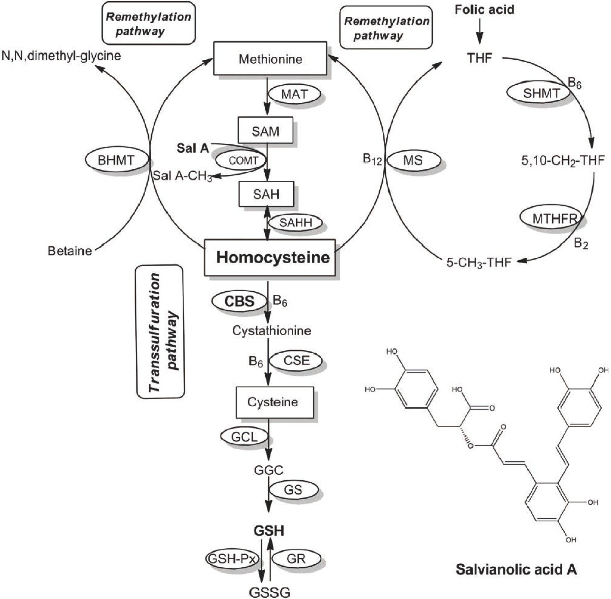 glutathione pubmad A mathematical model of glutathione metabolism | Theoretical Biology and  Medical Modelling