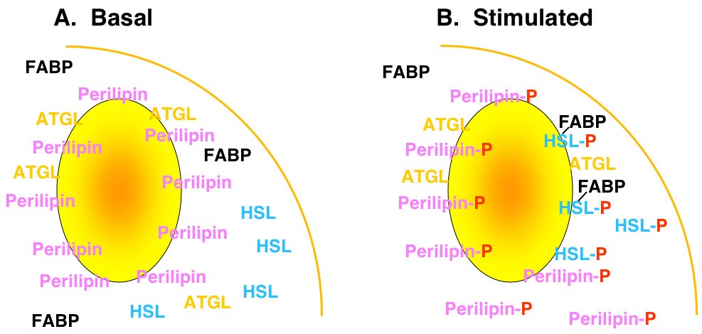 why b12 injections The B12 Shot: What Every Human Needs to Know About Injectable Vitamin B12