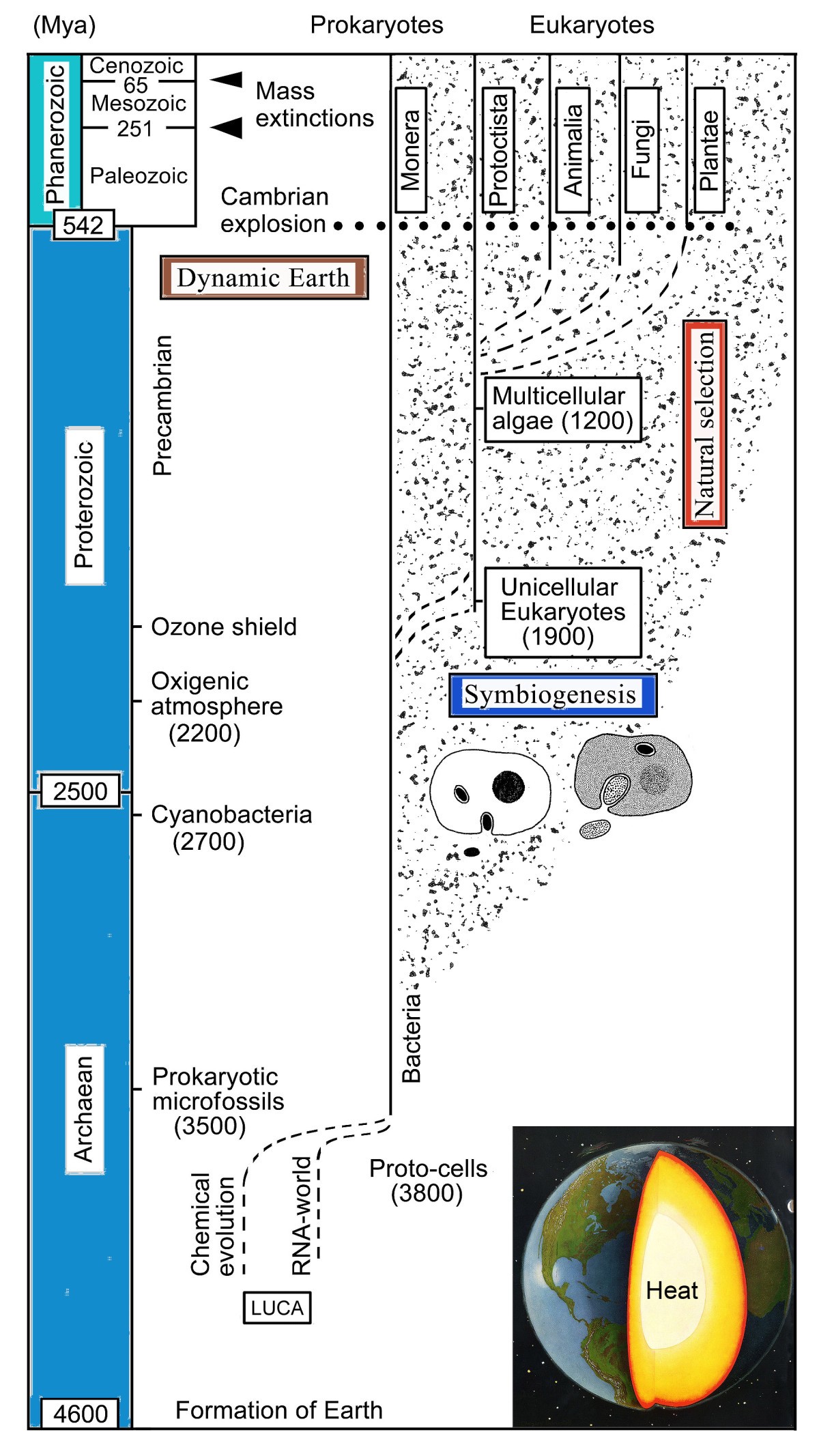 From the scala naturae to the symbiogenetic and dynamic tree of life |  Biology Direct | Springer Nature Link