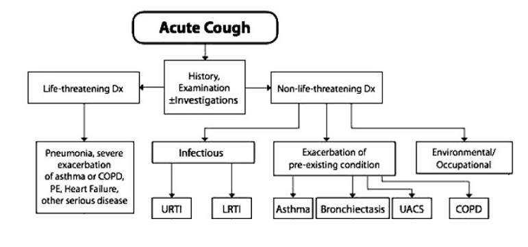 elderly cough causes and solutions flowchart