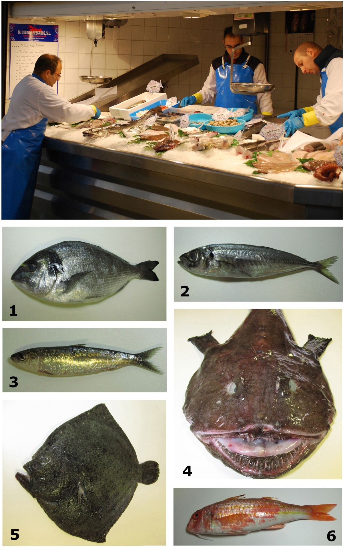 Bulletin of the public library of the city of Boston, image size:1200x1917